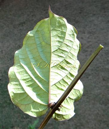  Leaf (Abaxial view)